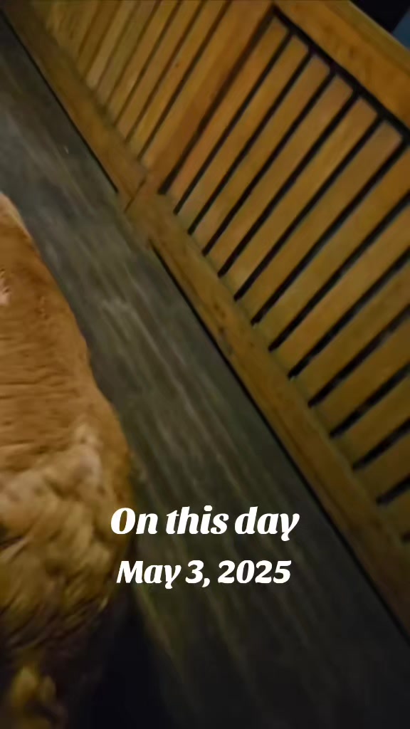 @Dogmom