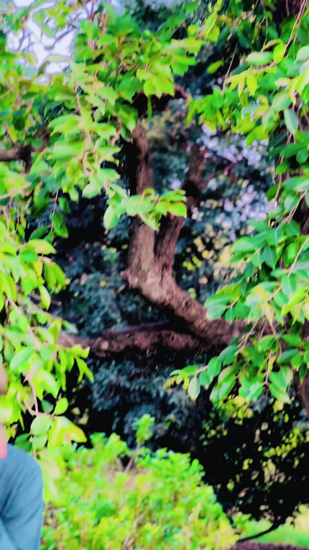 @Asim512✅
