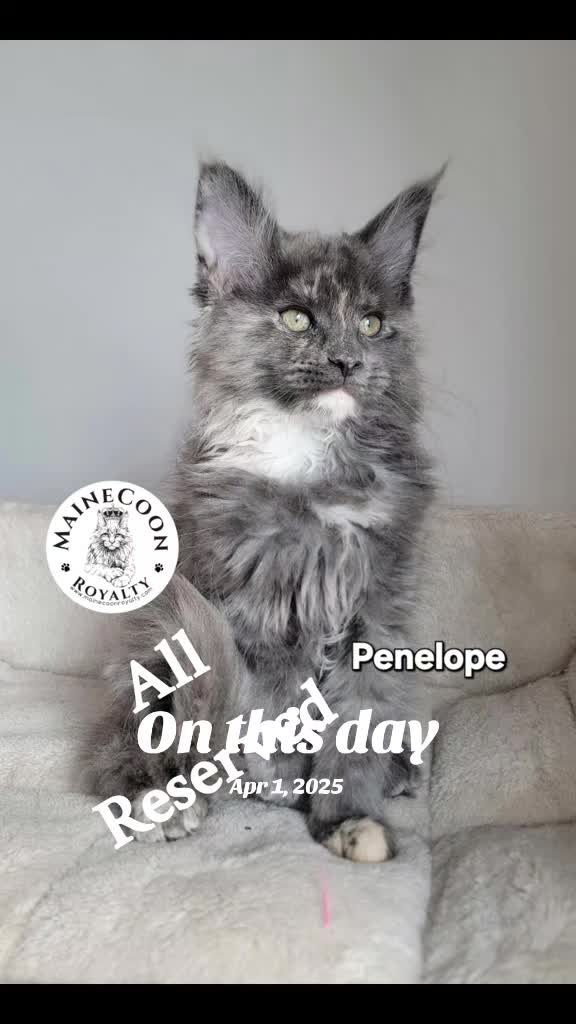 @MaineCoon Royalty