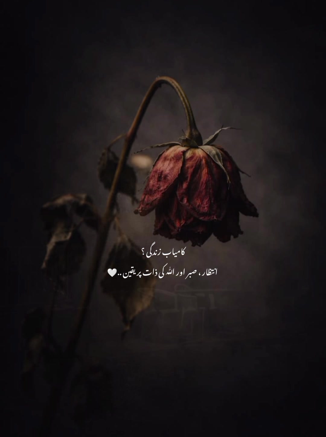 @قلم کی نمی🥀