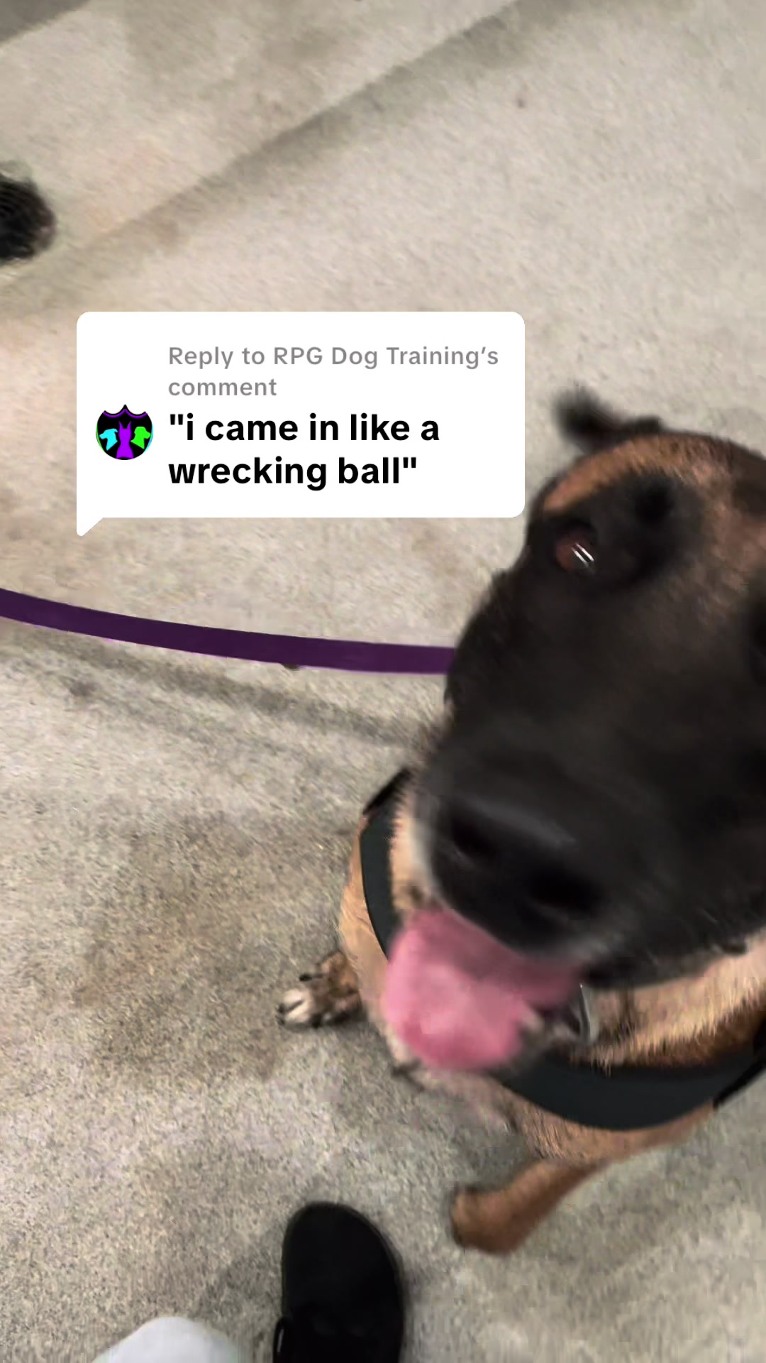 @Unschool the Dog