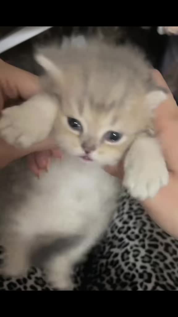 @catbosssss