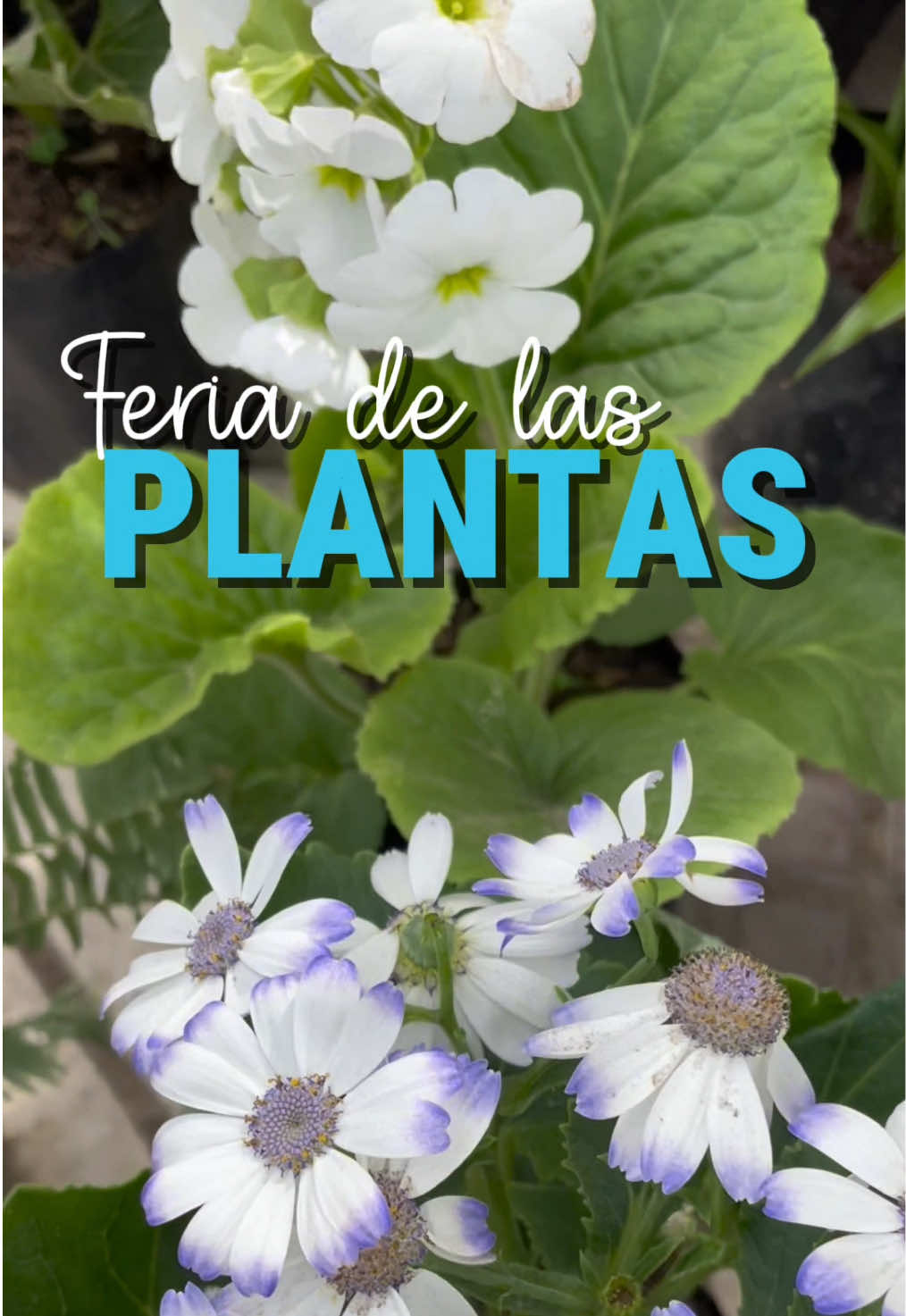 @Alcaldía de Cochabamba