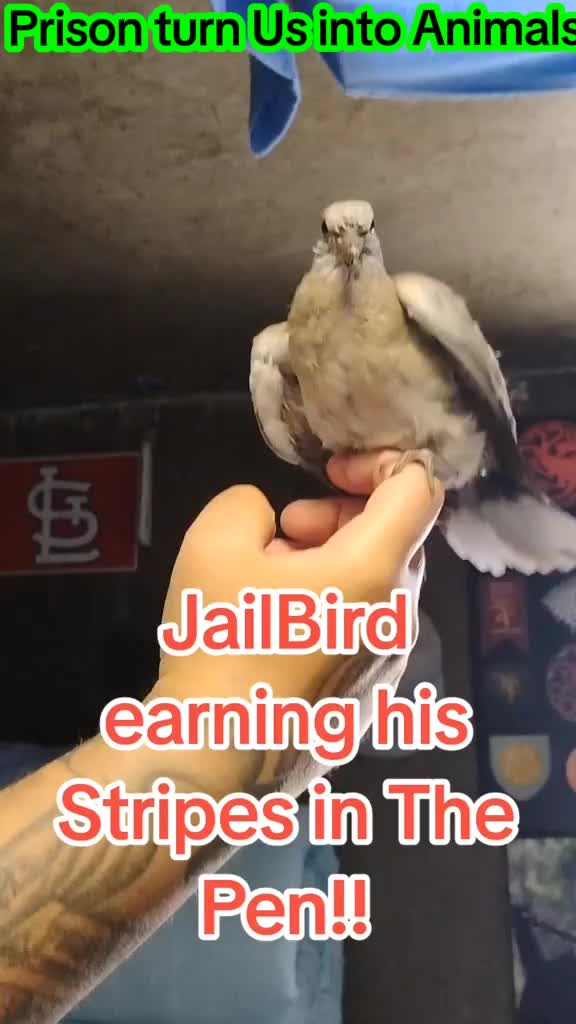 @jailbirdconnection