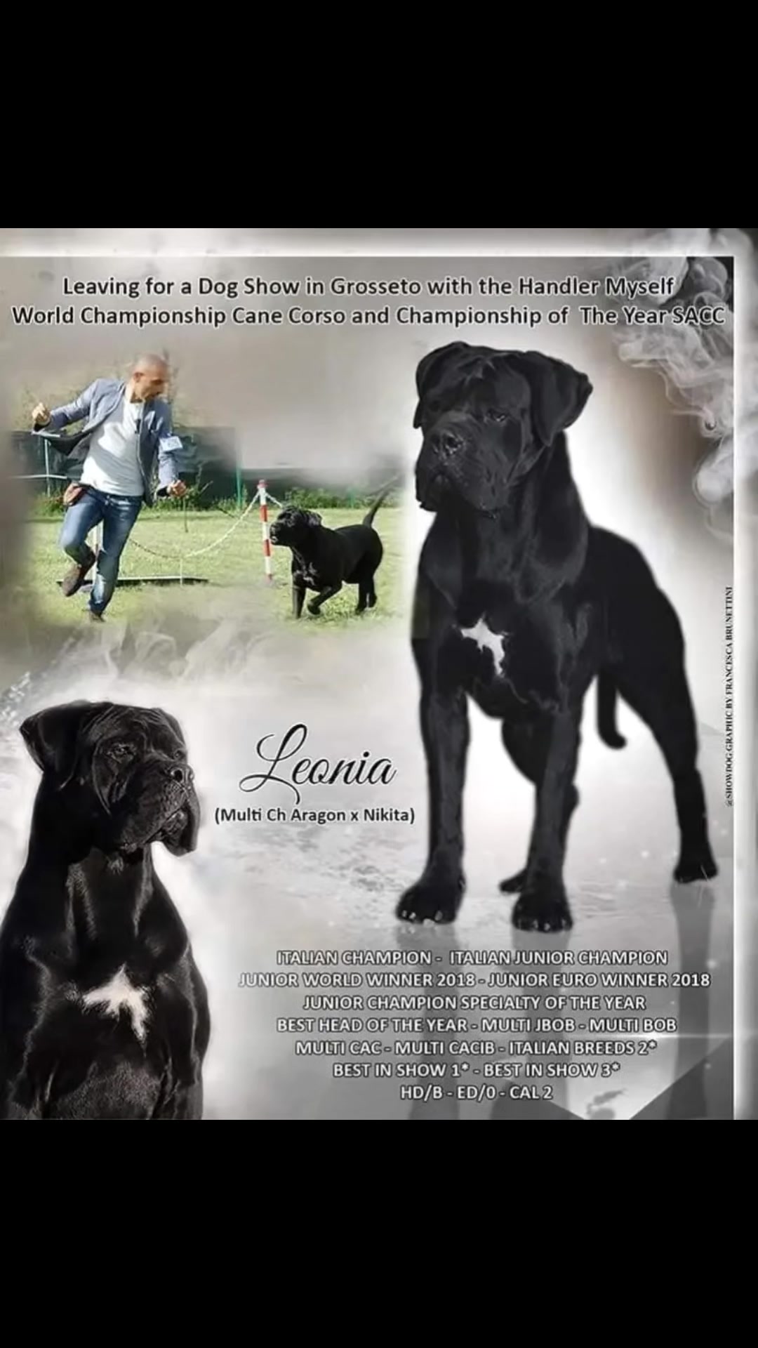 @FIRST CANE CORSO🐾🇨🇮🇨🇮🐾