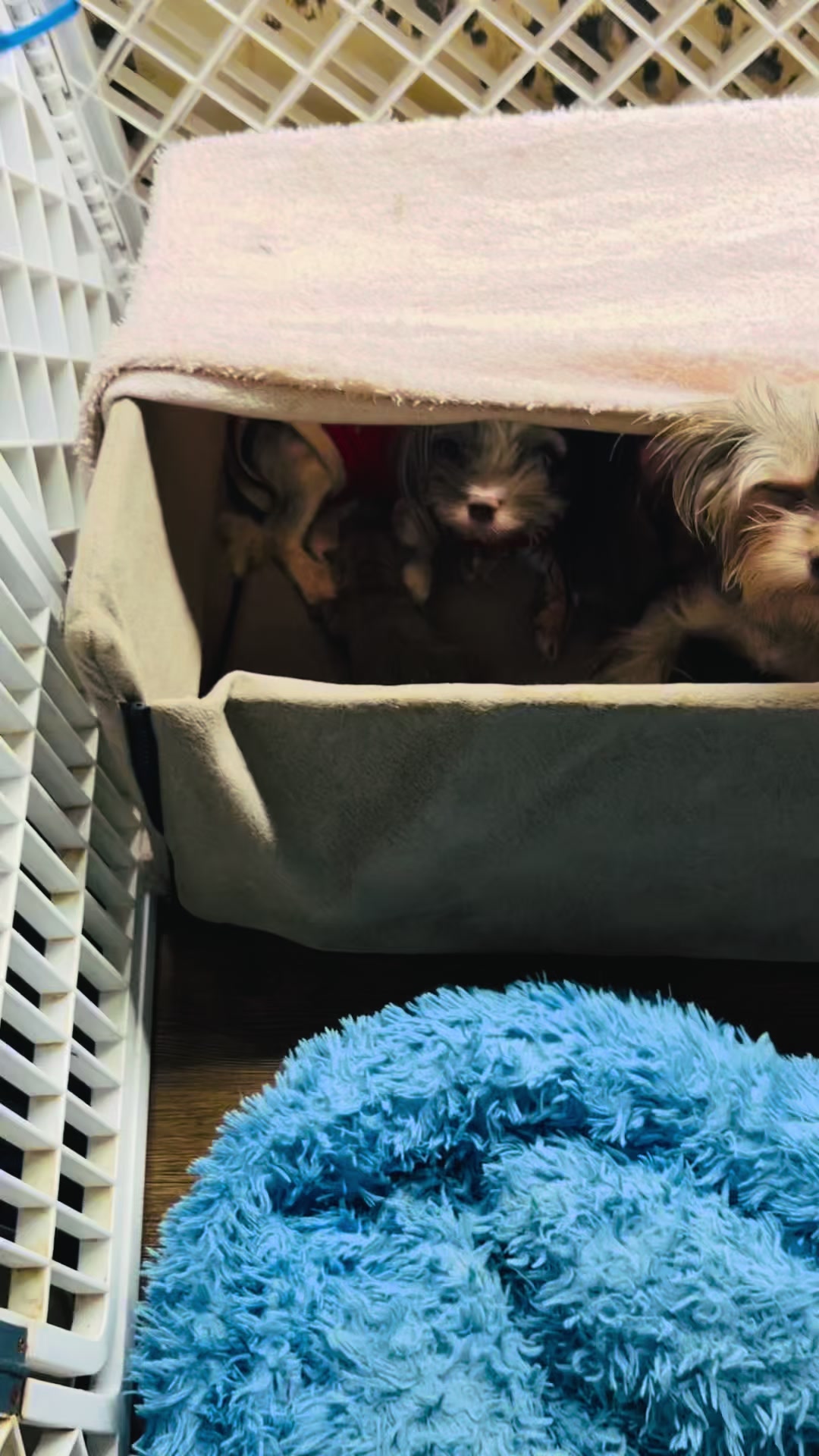 @Yorkie Maltipoo ShihTzu Teddy