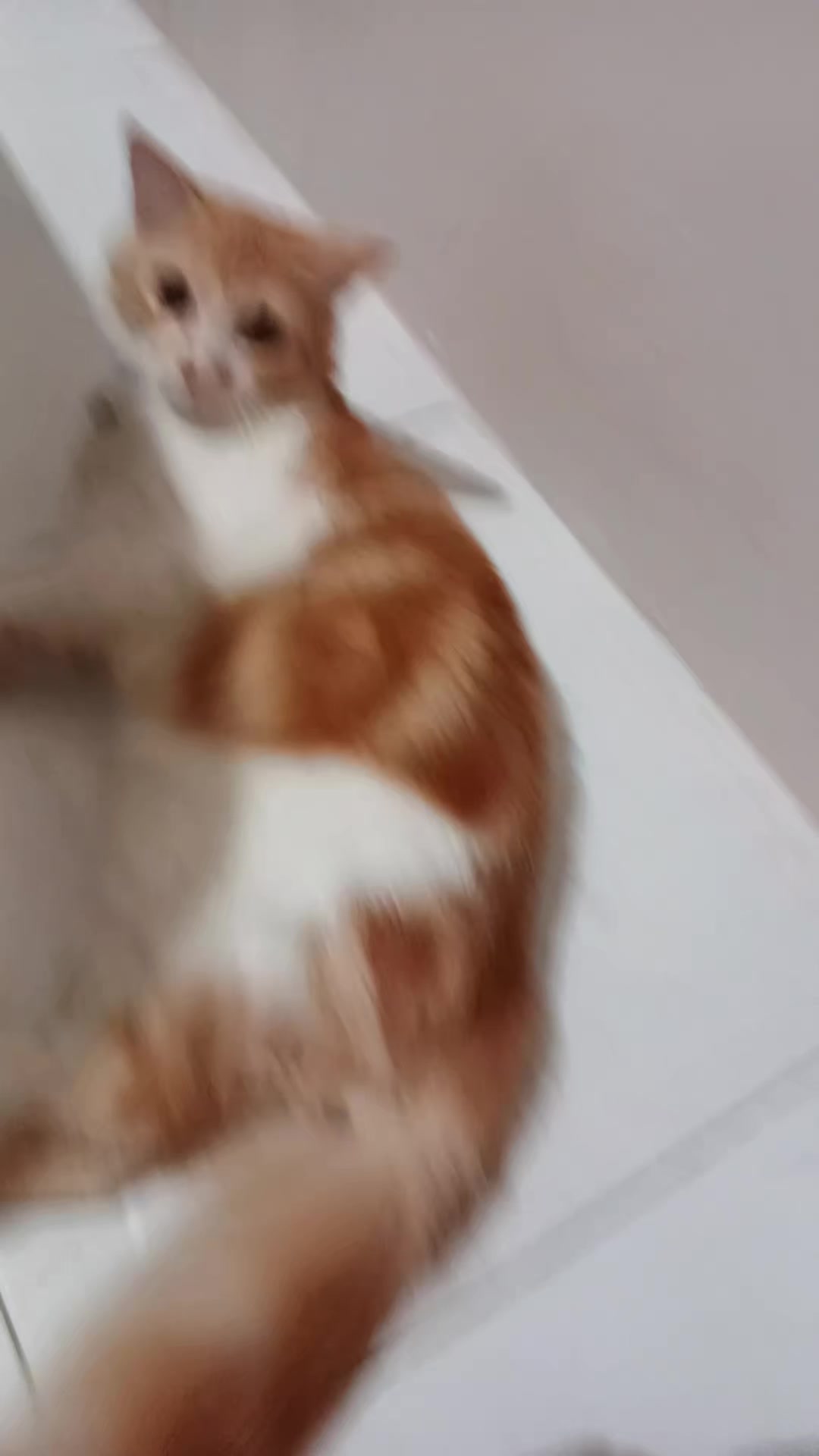 @「✮」•°𝐆𝐲𝐮𝐫𝐚°•