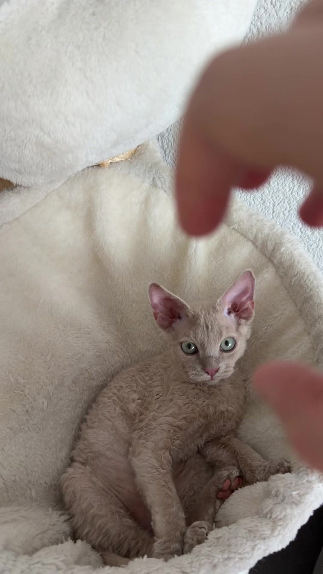 @TugbasCats