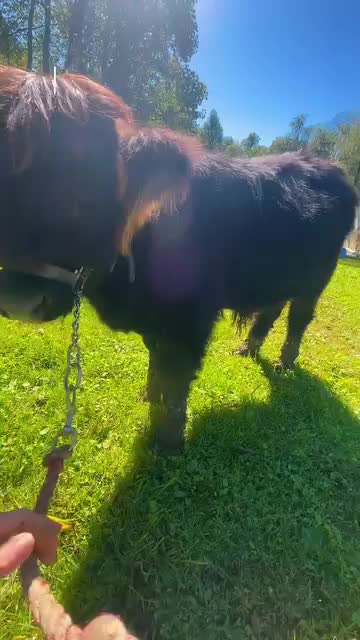 @Gypsy Rose Farm, LLC