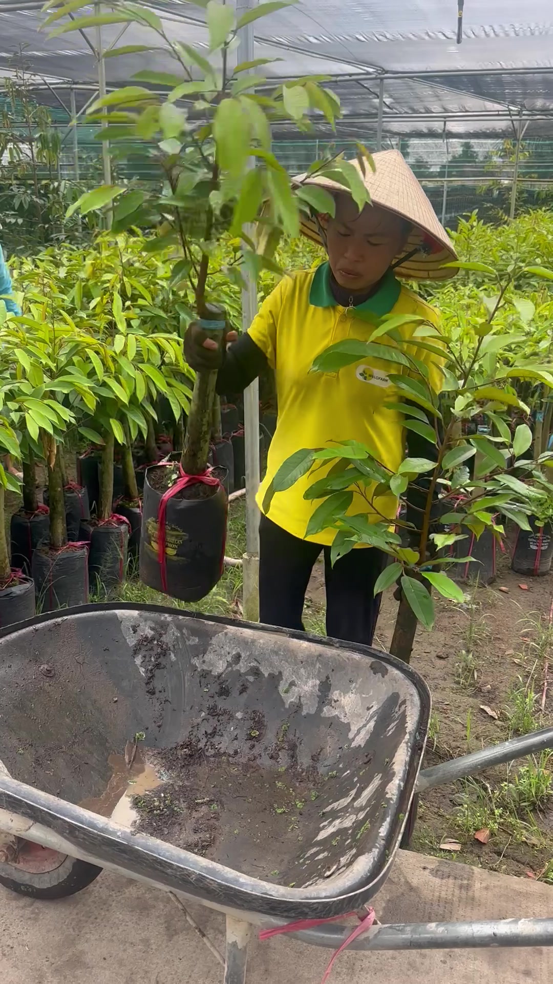 @Hùng Chương STCG Welofarm