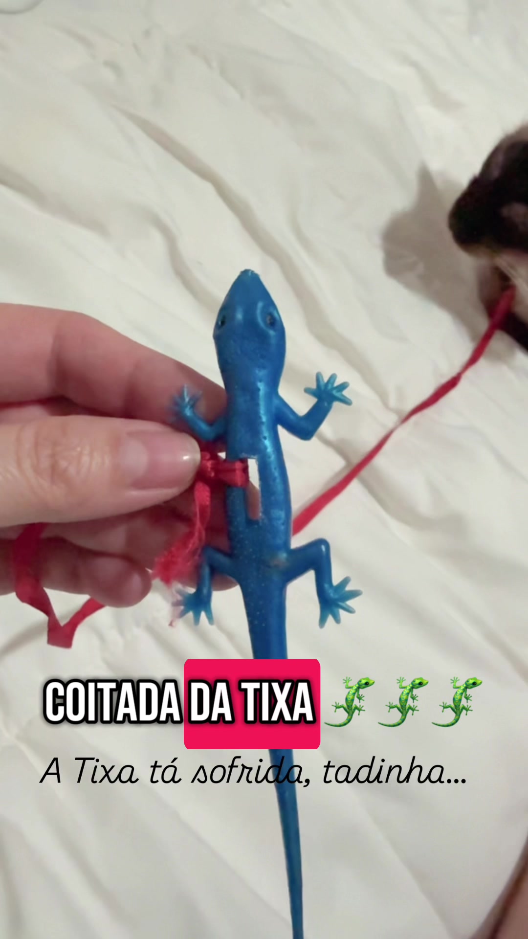@Lorenzo the cat