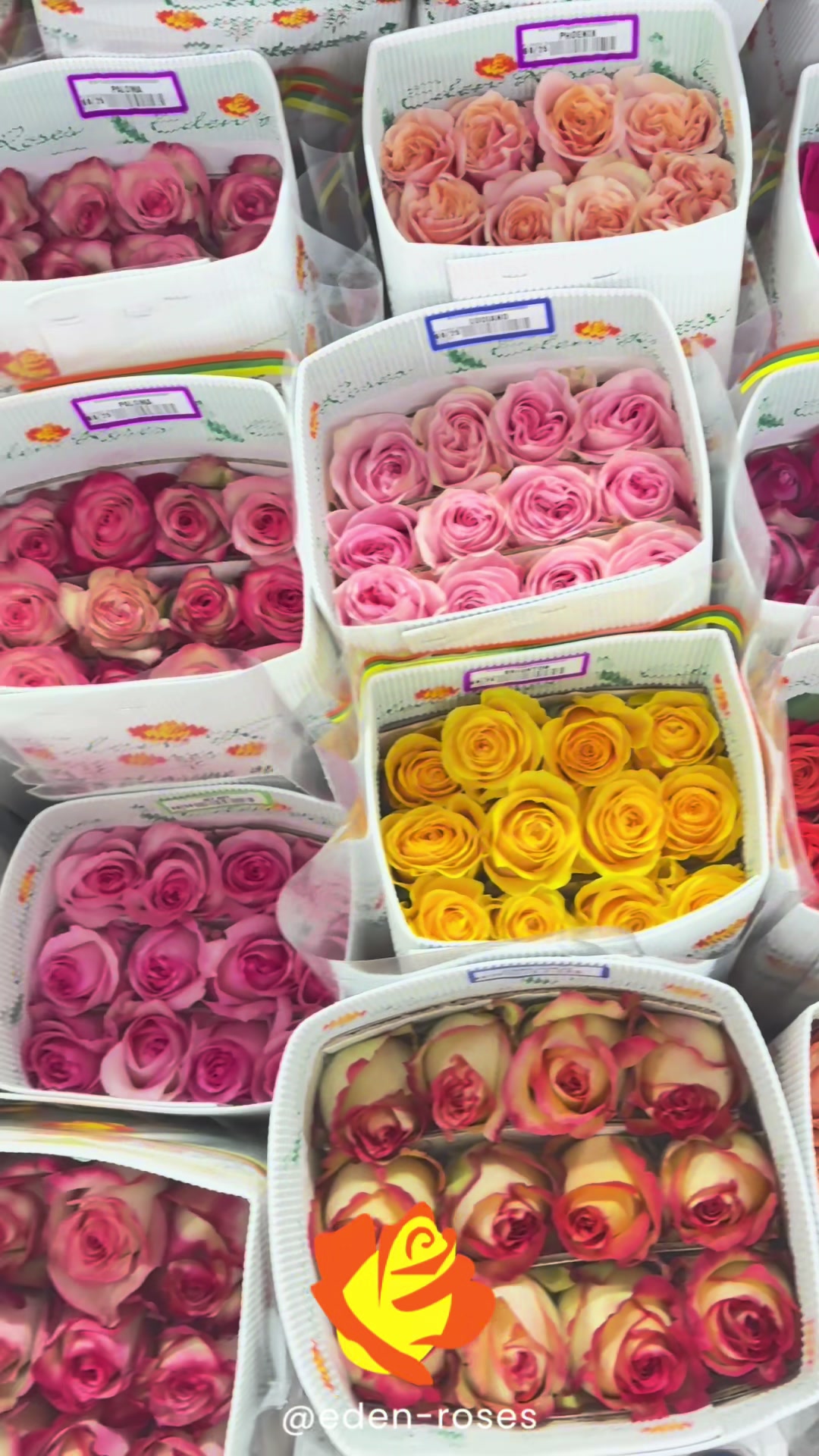 @Eden Roses