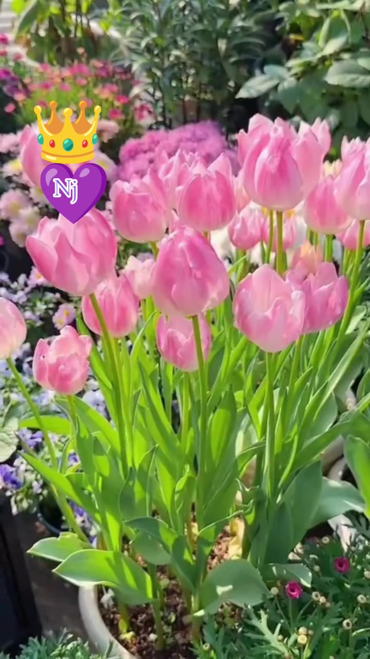 @N💜j.Queen