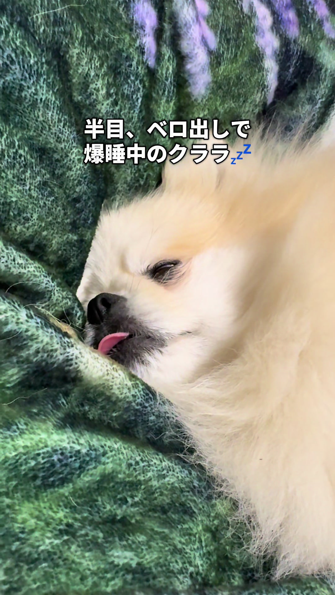 @なべちゃんチ🚐🐶🍊