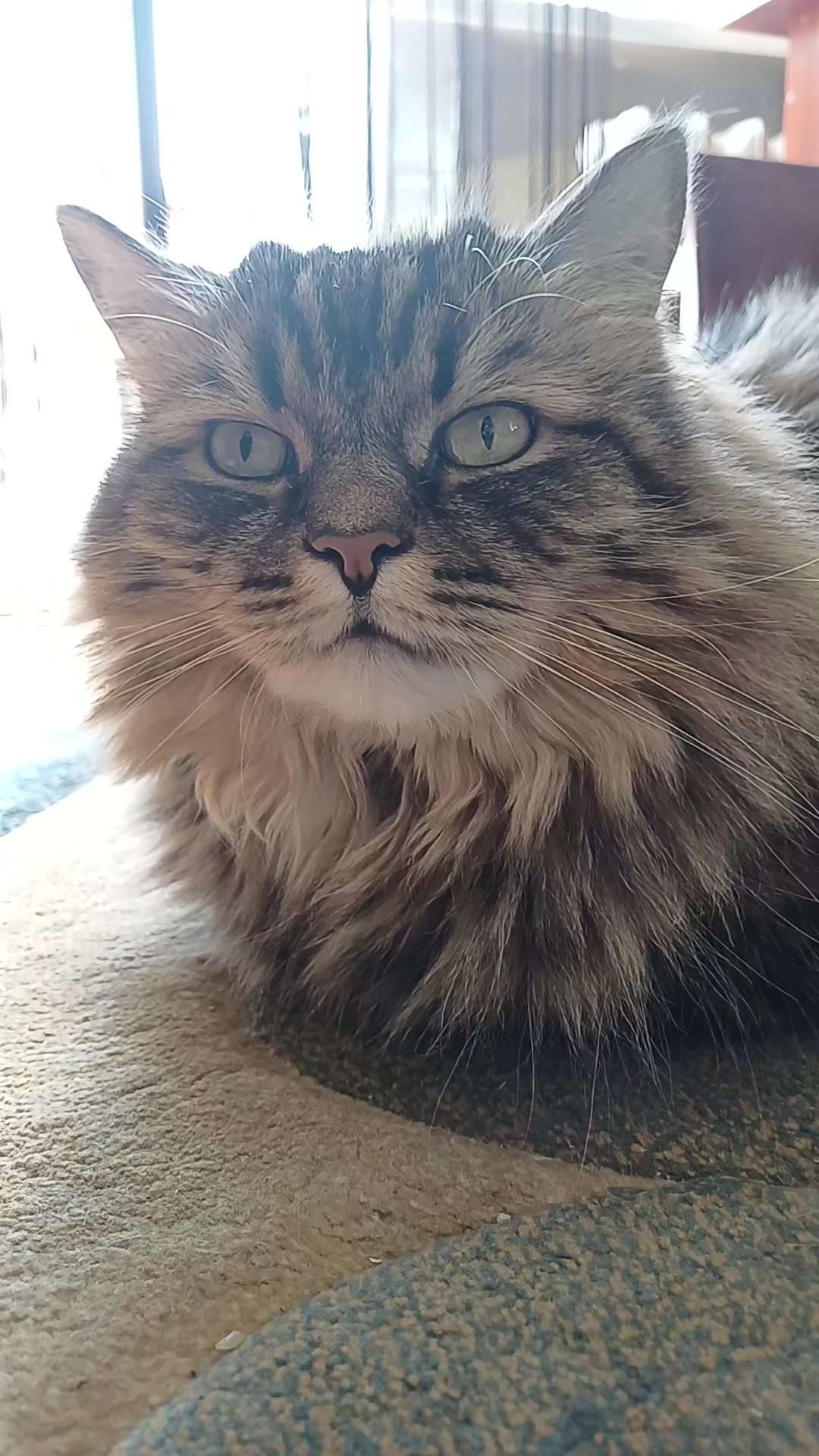 @cat_bayun_