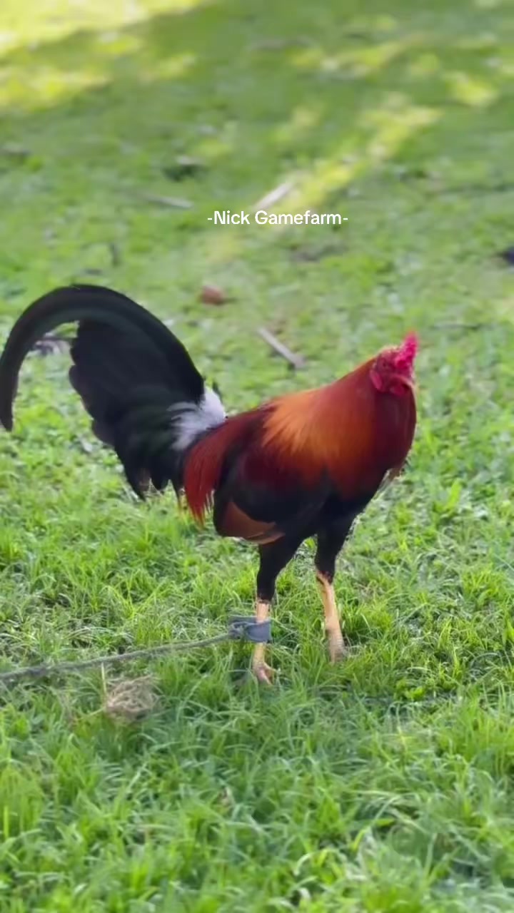 @NICK GAMEFARM