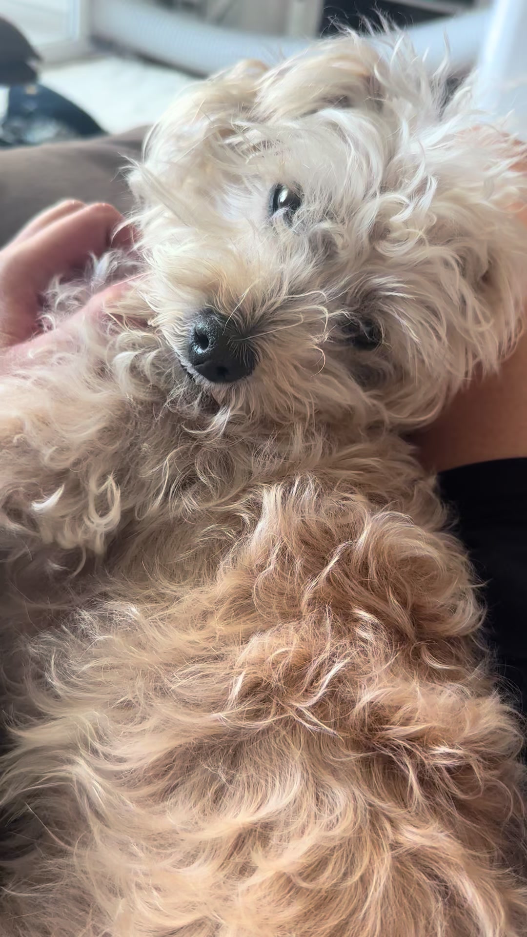@He Was A PoodleBoi
