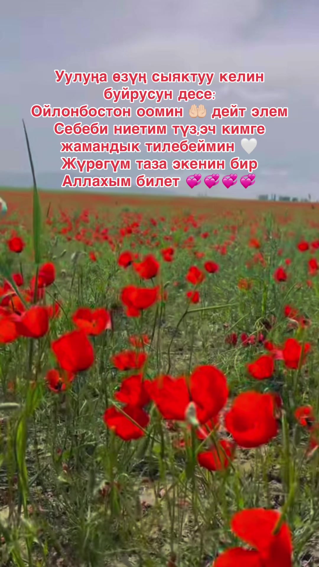 @❤️ NaRgIZа ShAh ❤️