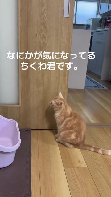 @nekotikwa
