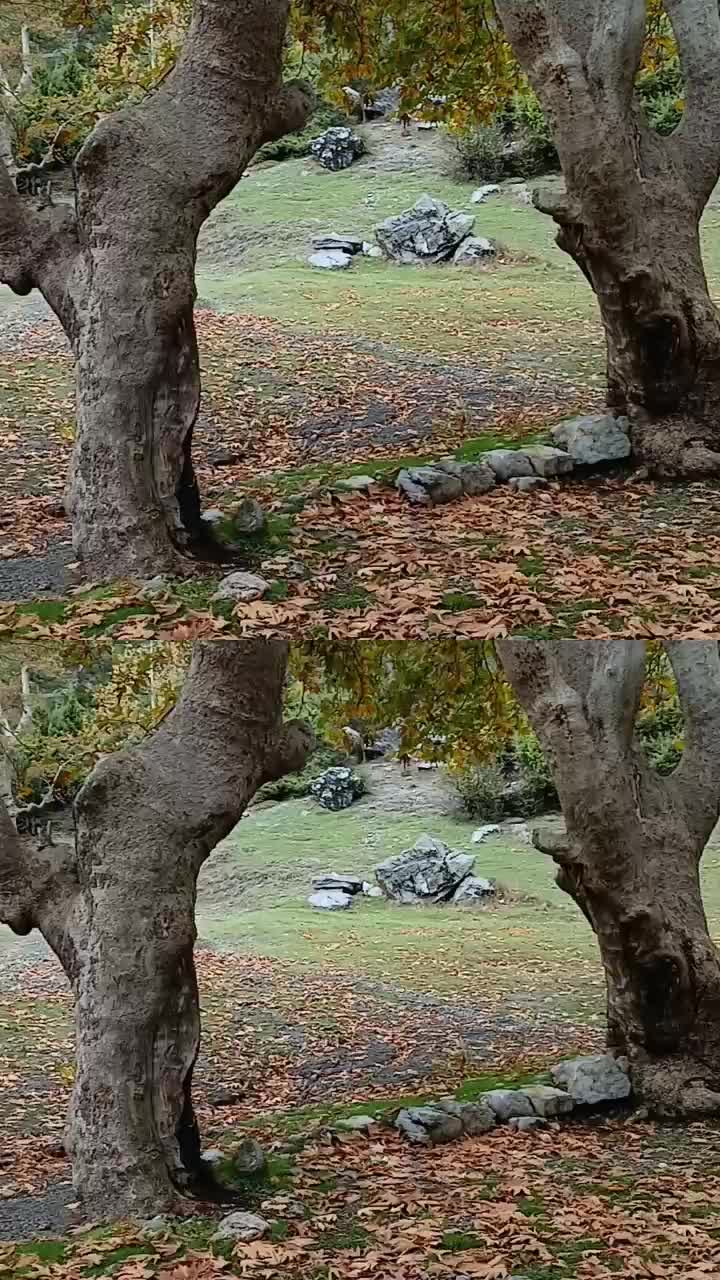 @Ayşe Gümüş