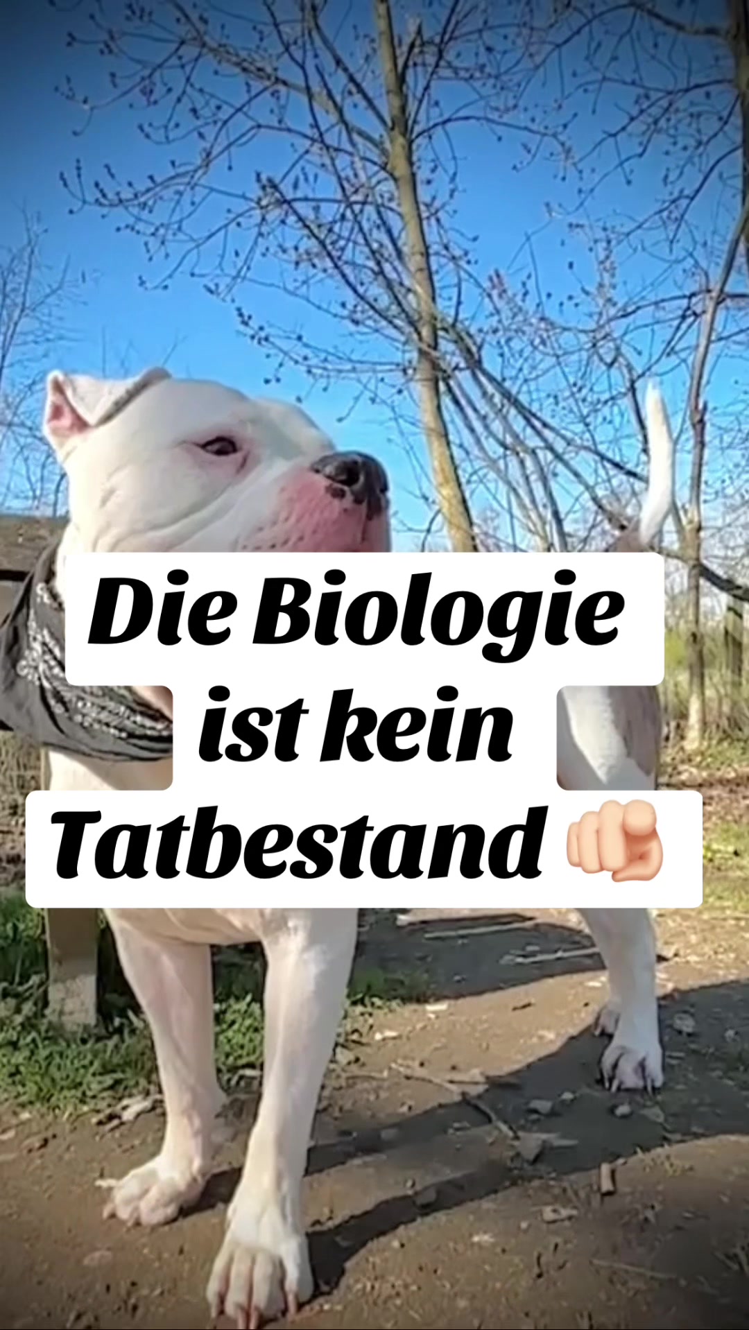 @daxter_the_bulldog