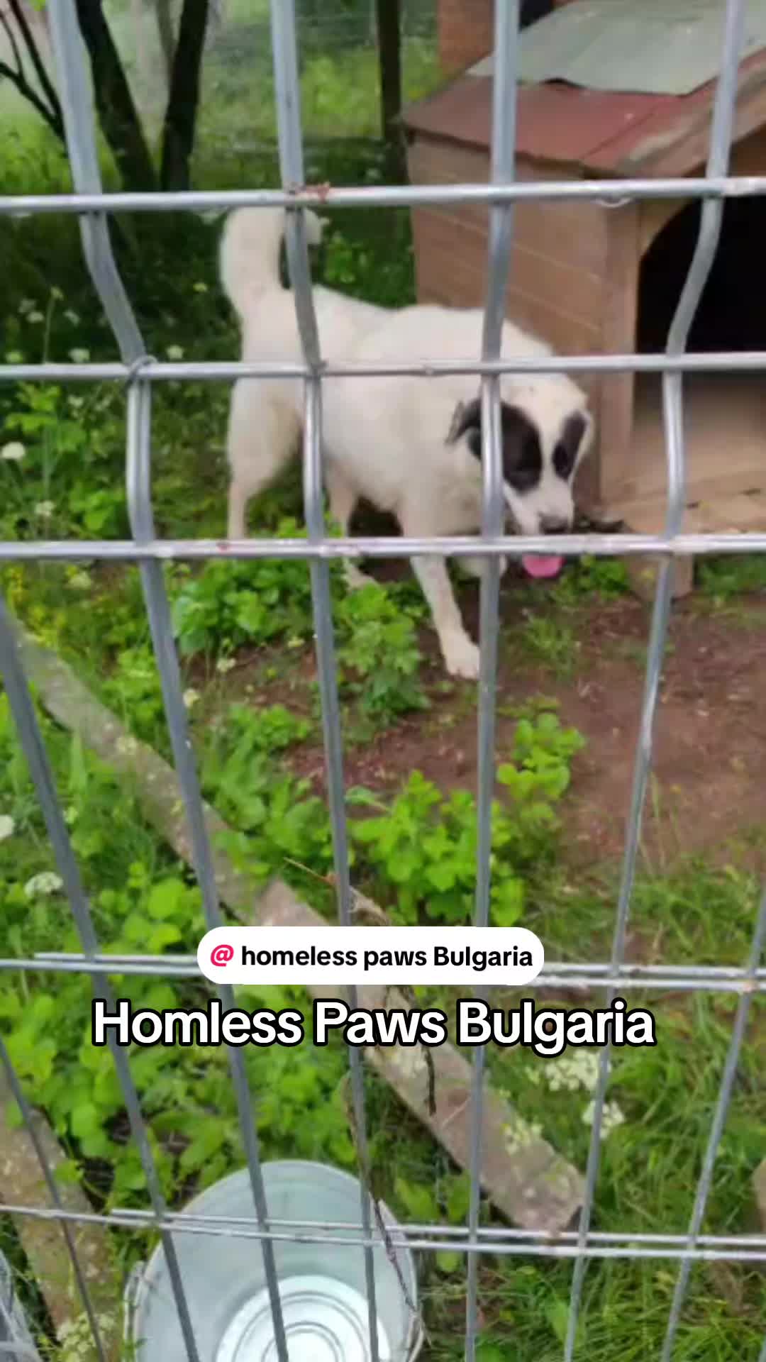 @VIANA(Team Homless Paws)