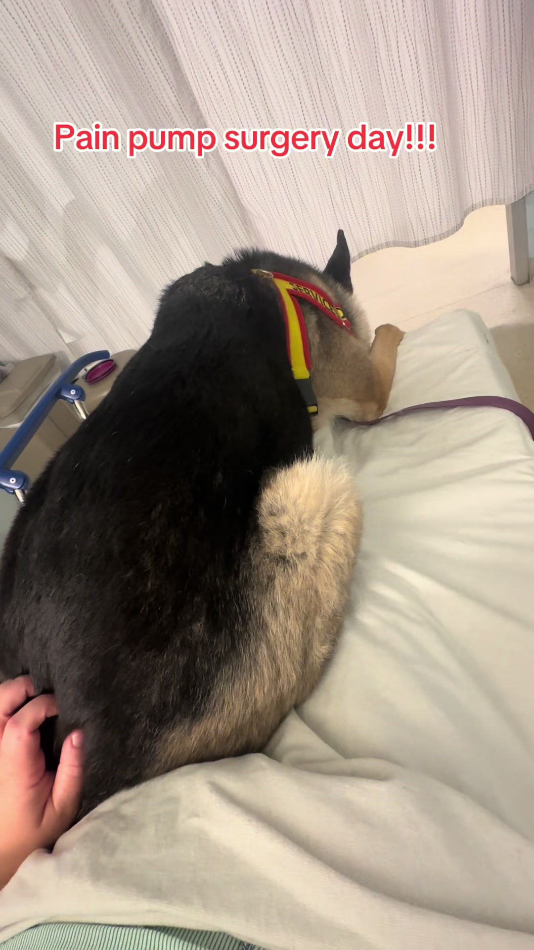 @ladyvetandherpack