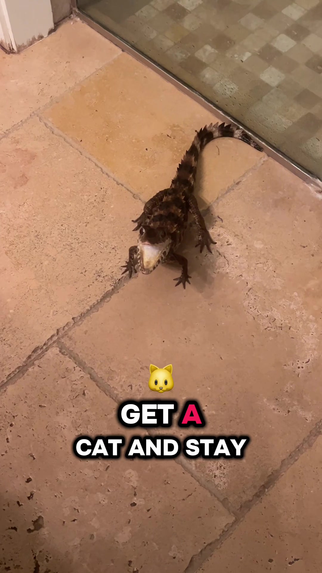 @Crazycaimanlady