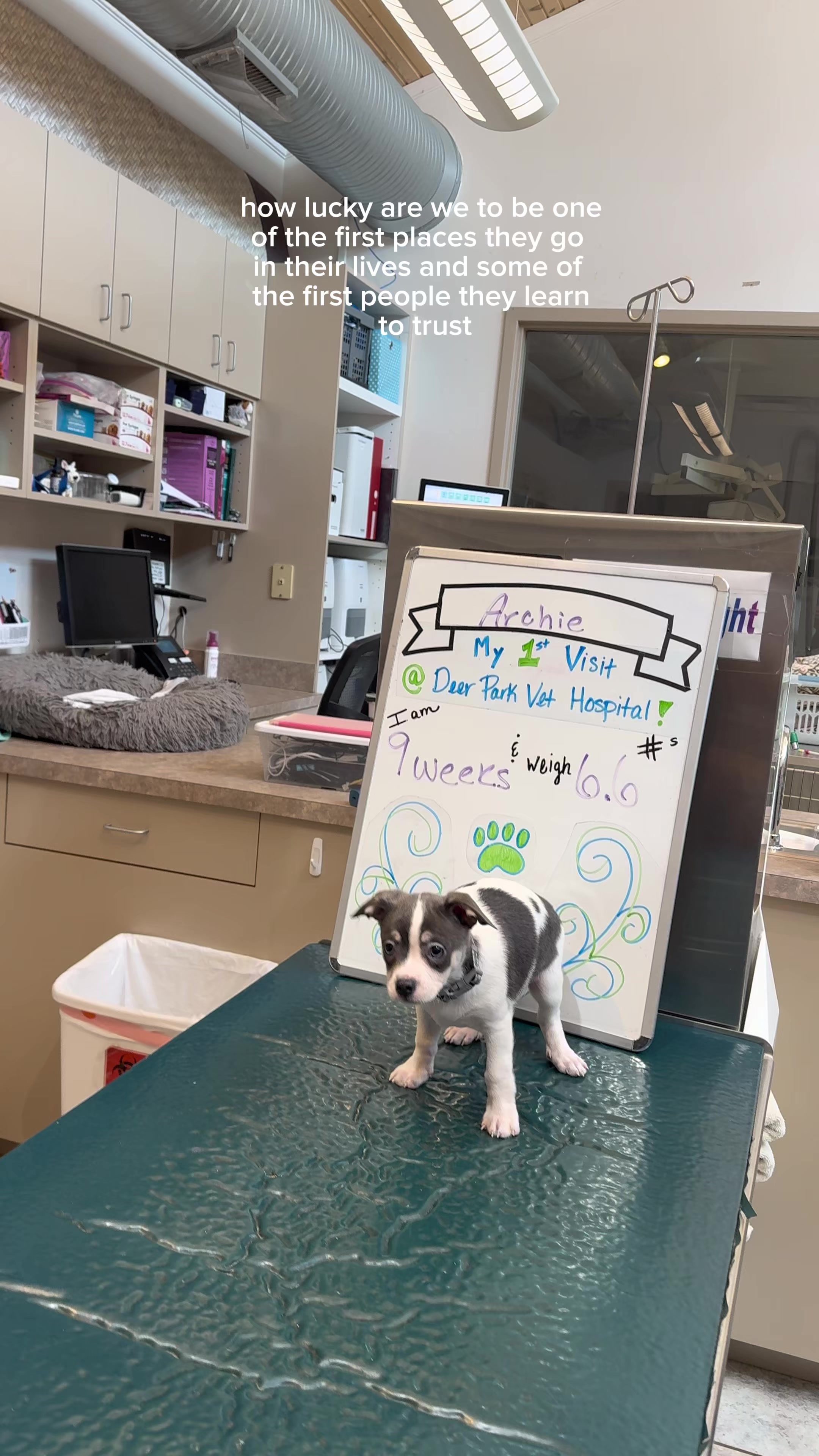 @Deer Park Veterinary Hospital
