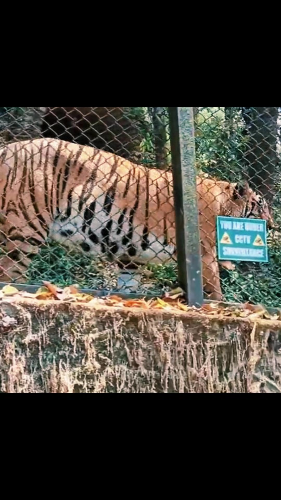 @Bhupal oli(Jhapali Tiger)
