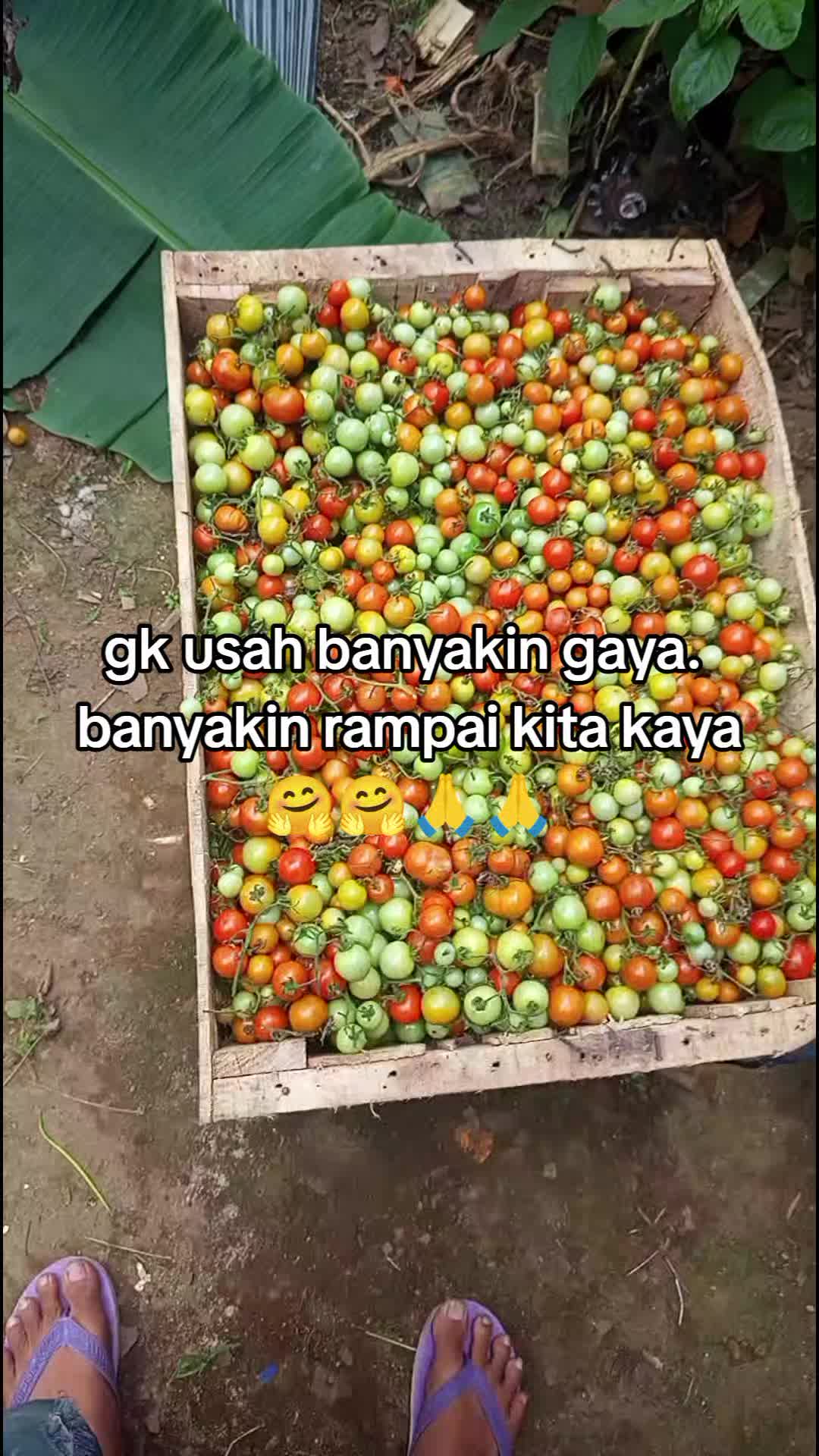 @raja rampai tanggamus