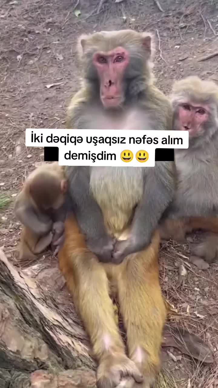 @nargzibrahimova