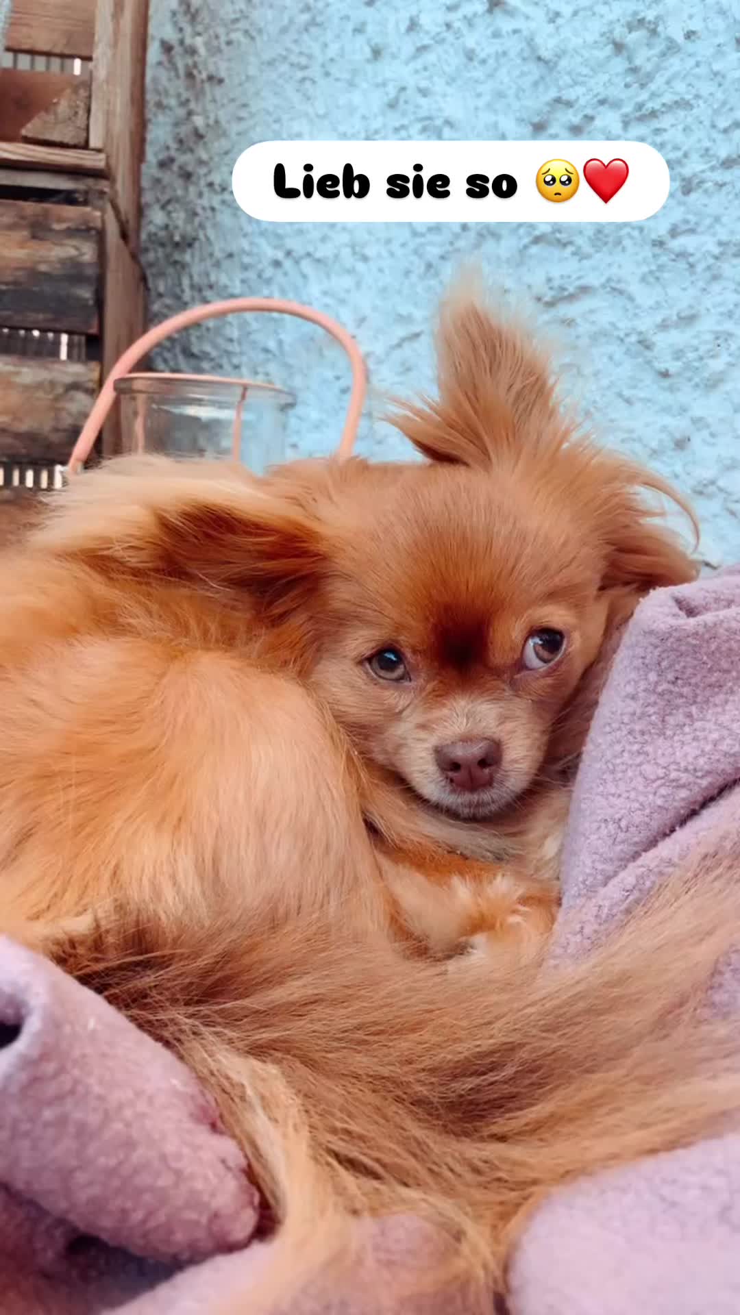 @Lisa💙PhiLLs kleine Nervensäge