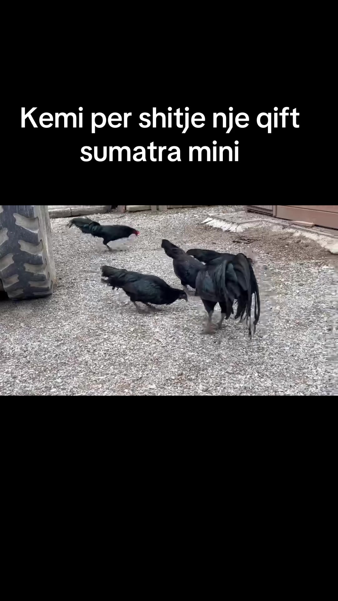 @Fauna peje