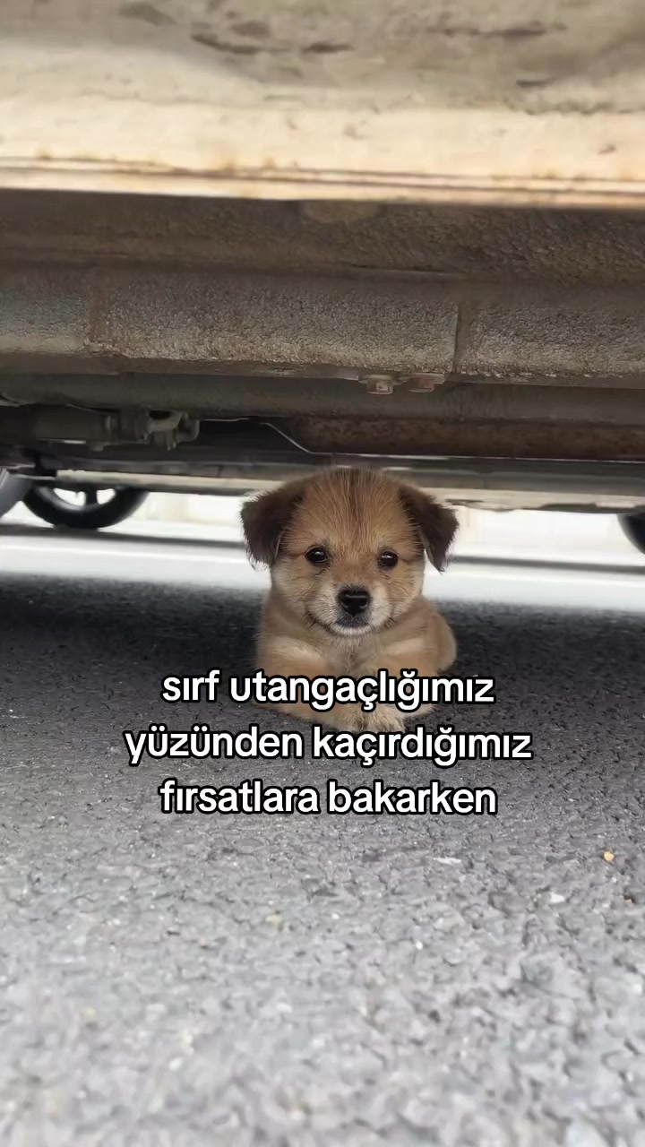 @rolland