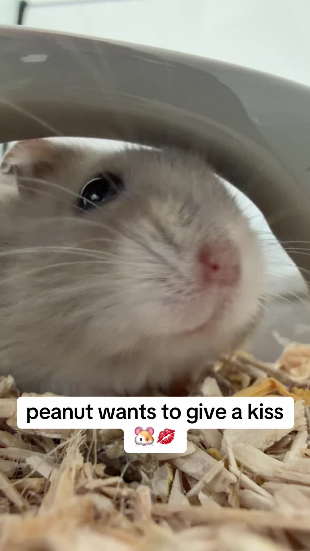 @peanutthehamster1