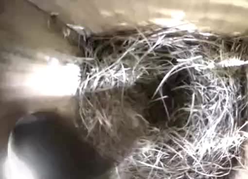 @BirderInaBronco
