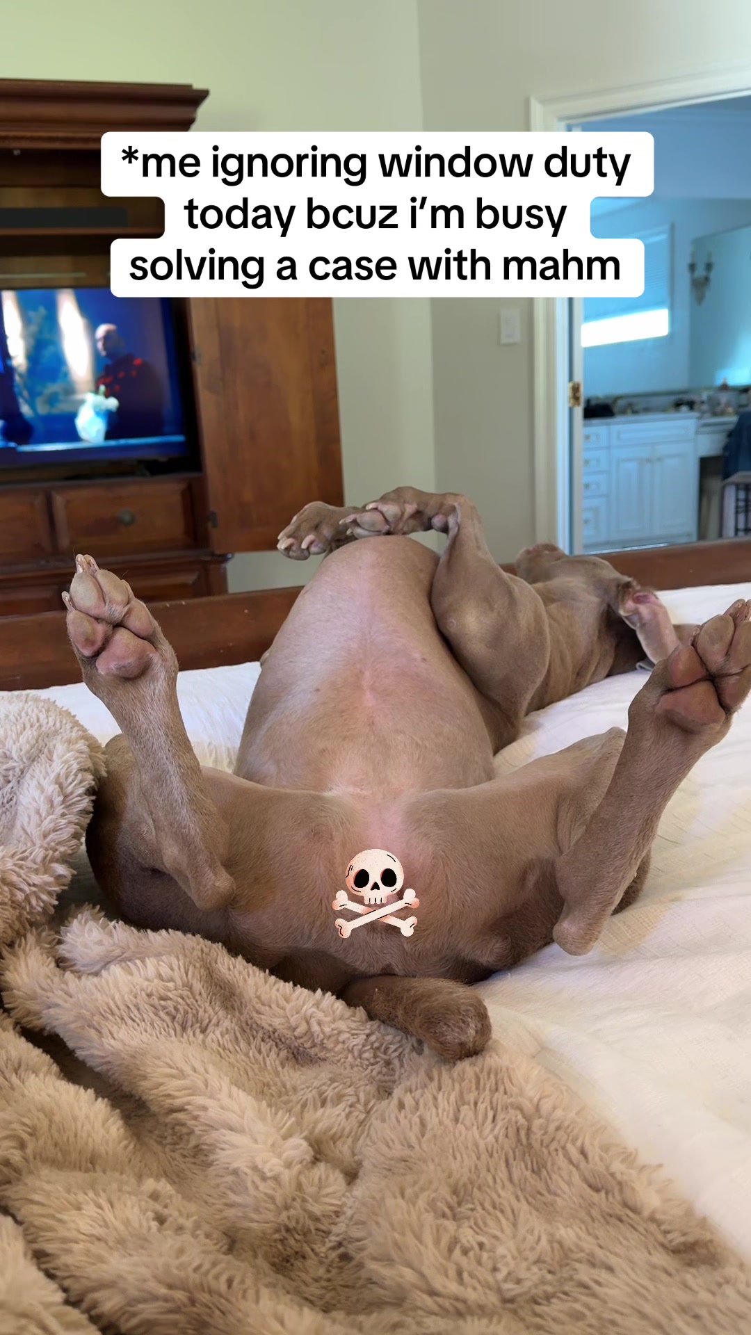 @Zoey the Weim