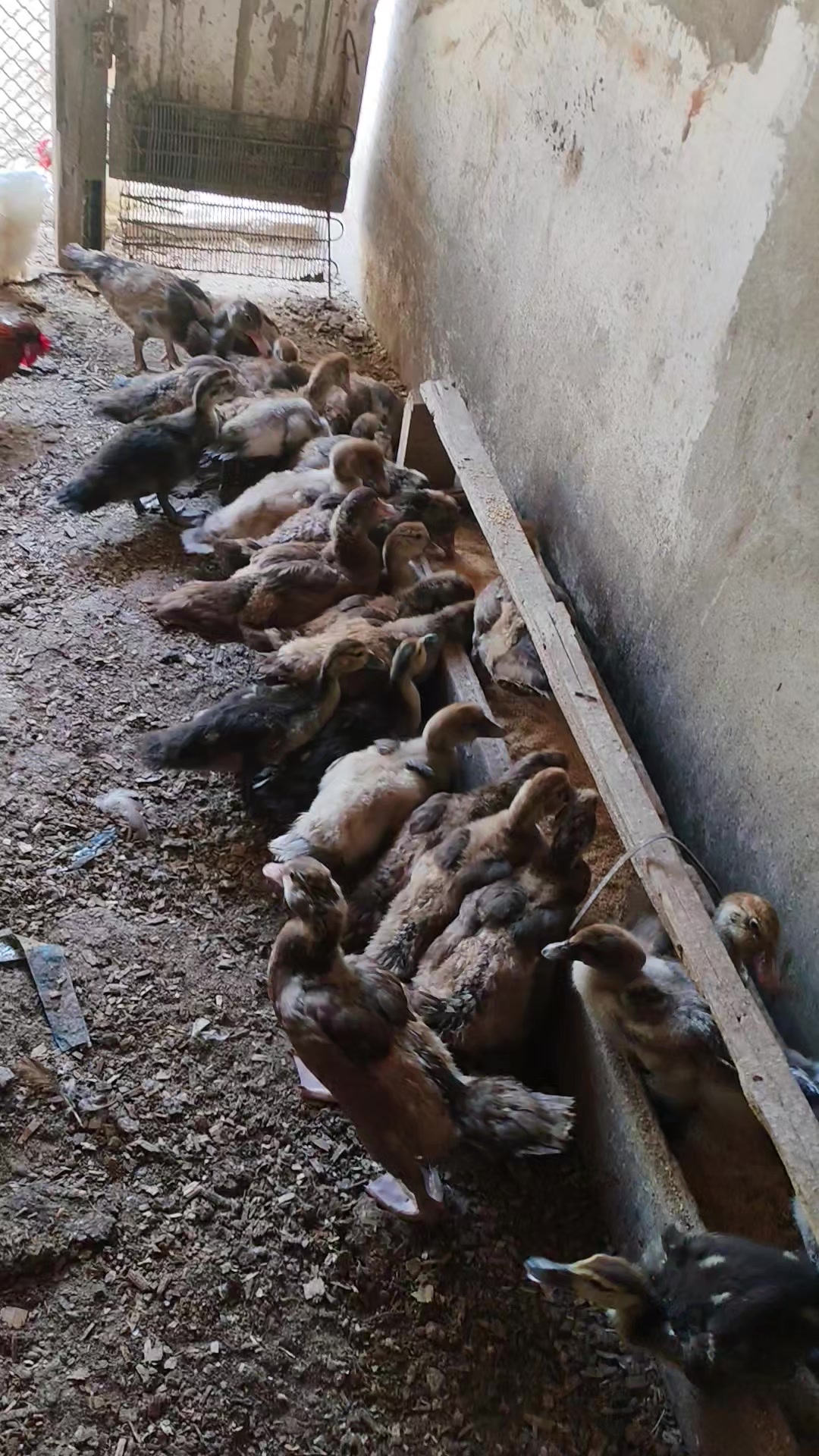 @MAŞTAĞA_QUŞCULUĞ