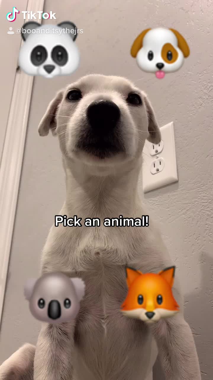 @A dog and his owner