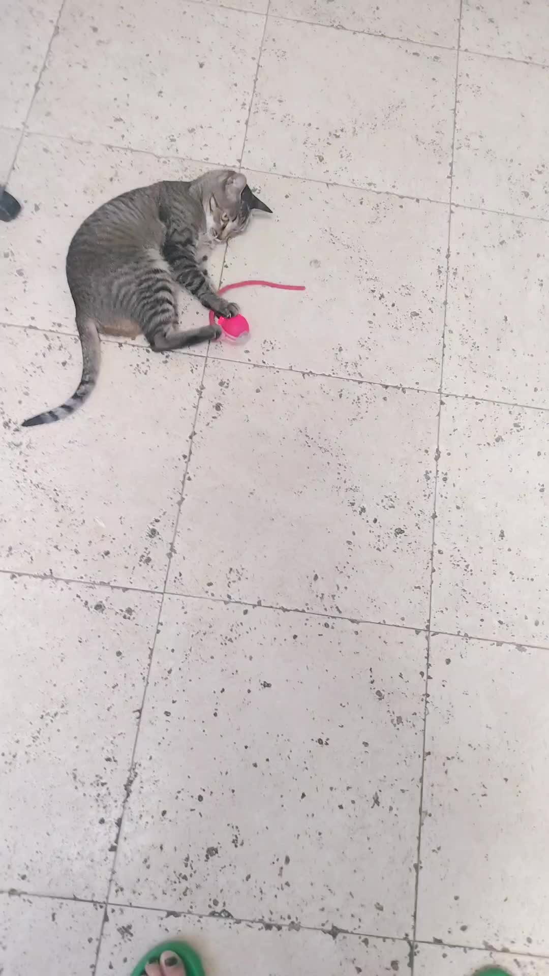 @Sra.Gato