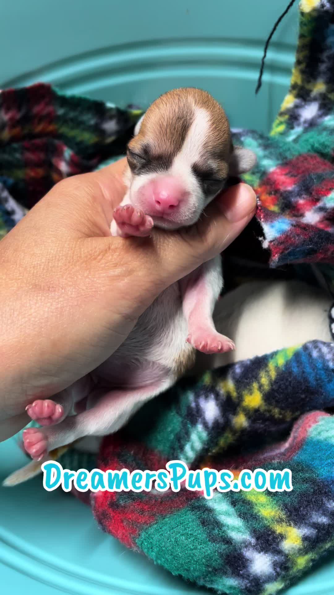 @PuppyMom