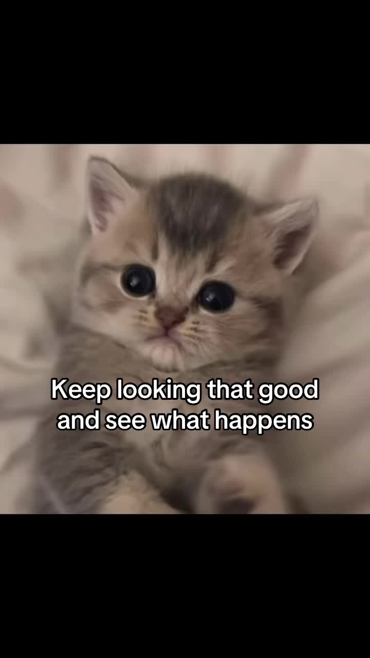 @LavanderCat