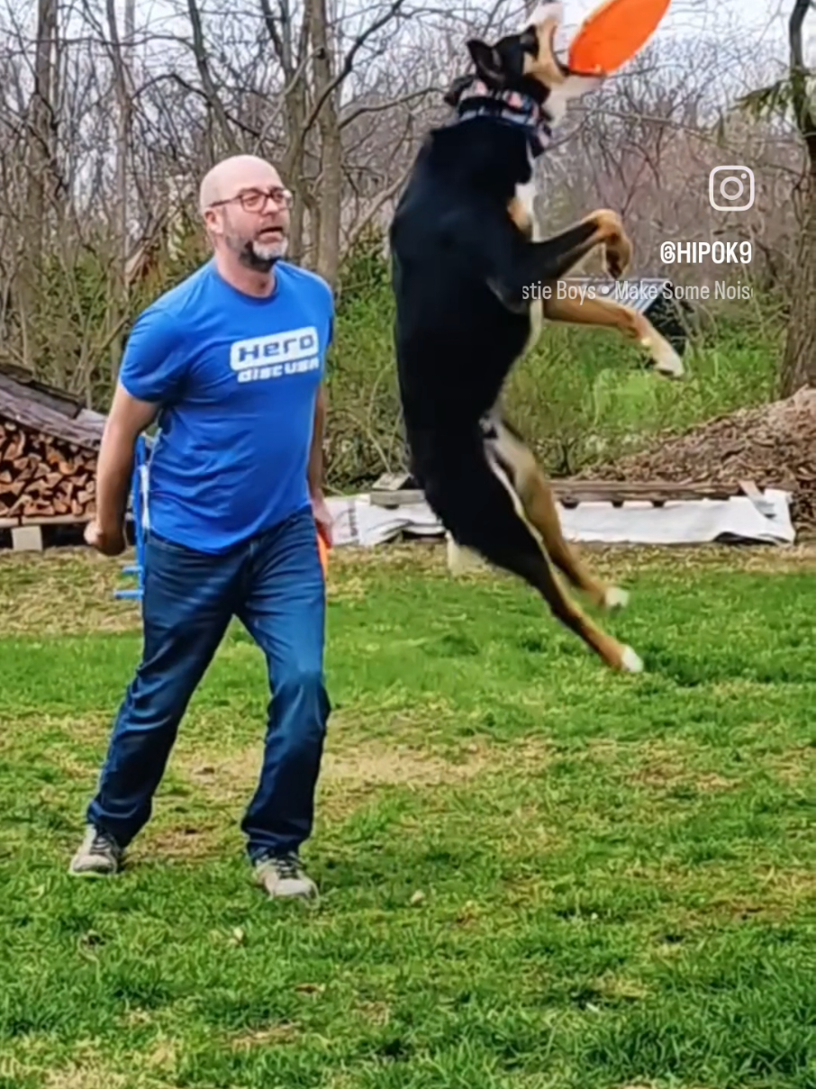 @High Performance Canines
