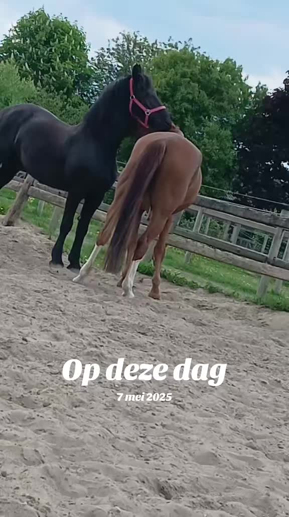 @equi_mandy