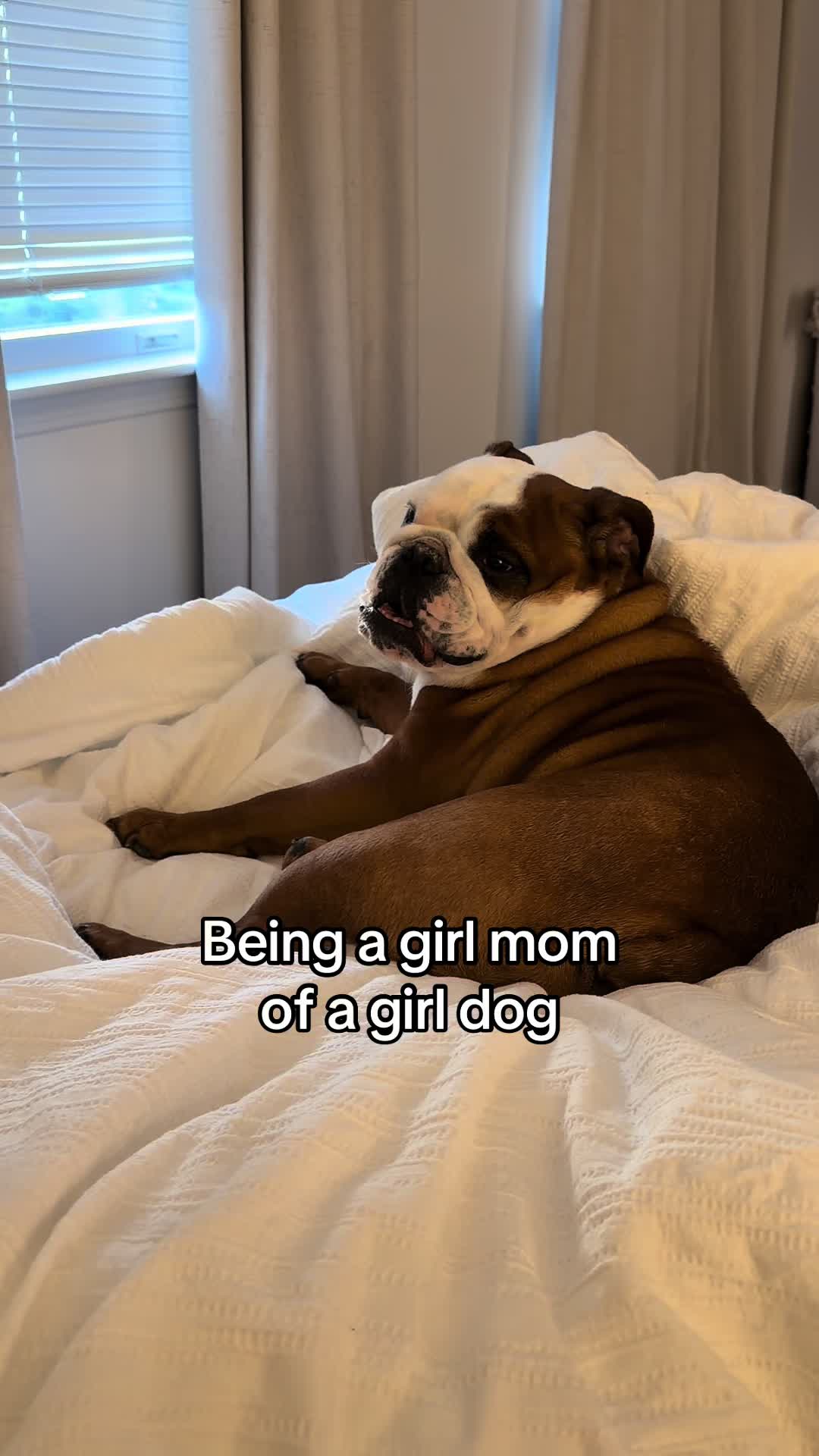 @Poptart The Bulldog