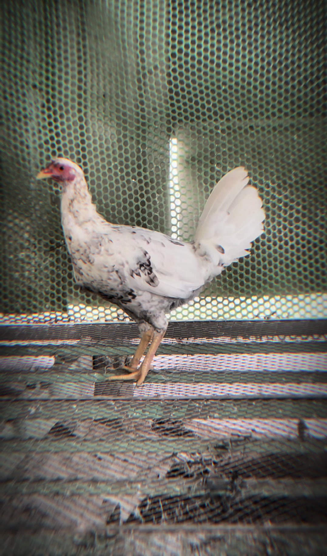 @Gà Mỹ Đỗ Đạt