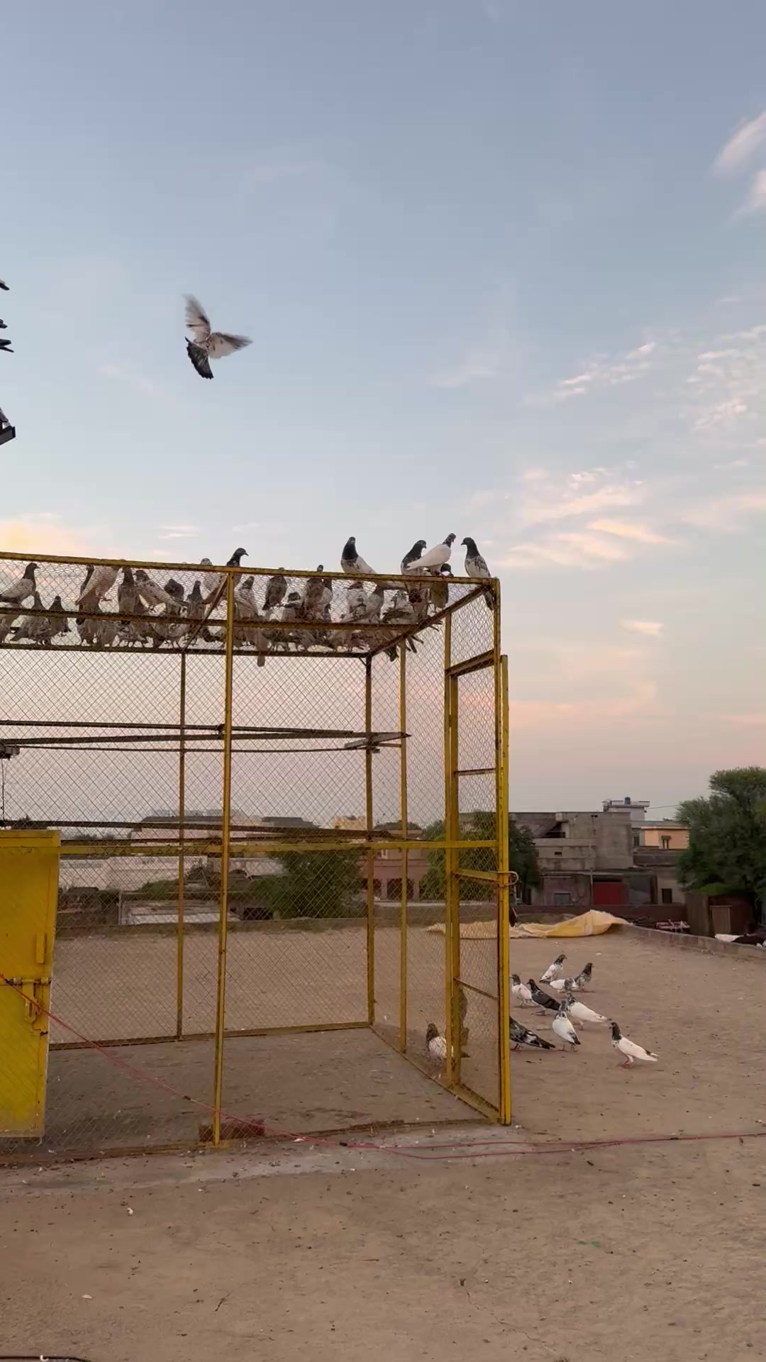 @👑چوہدری محسن چیمہ🦅