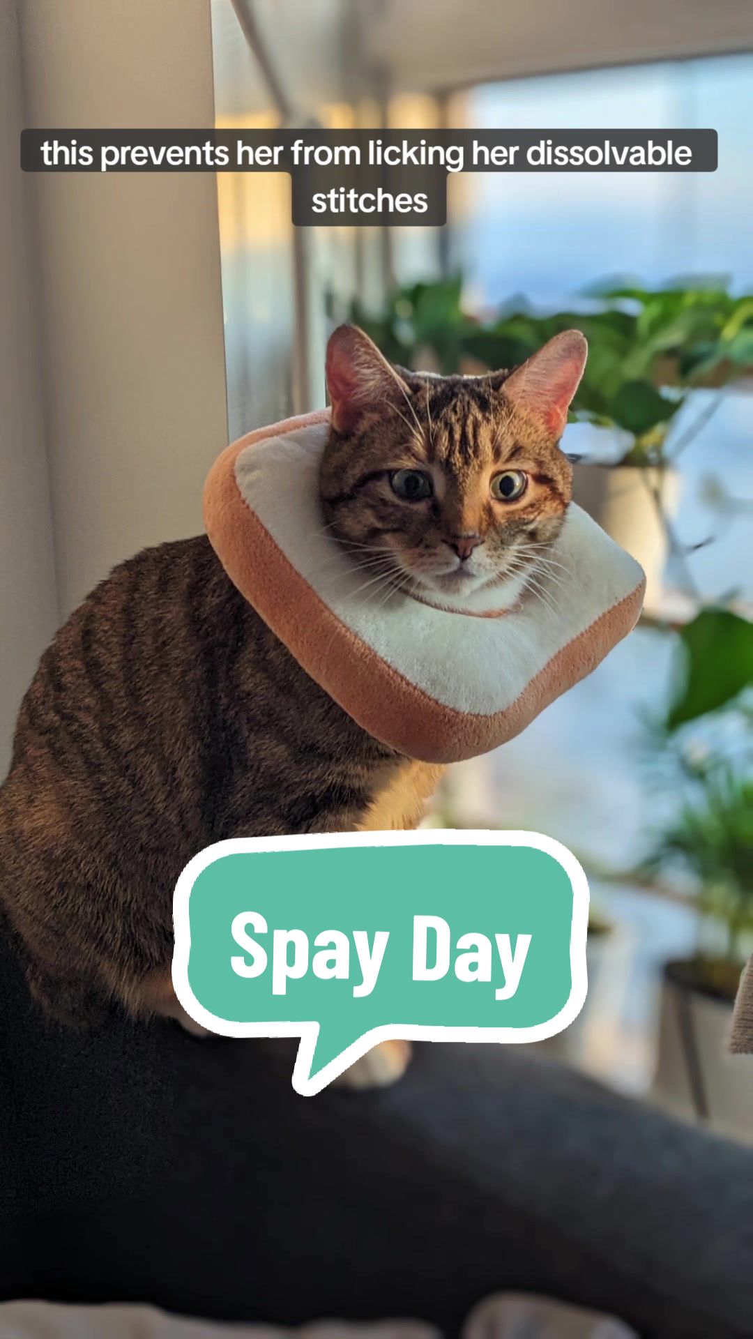 @Miss Mia the Tabby Cat