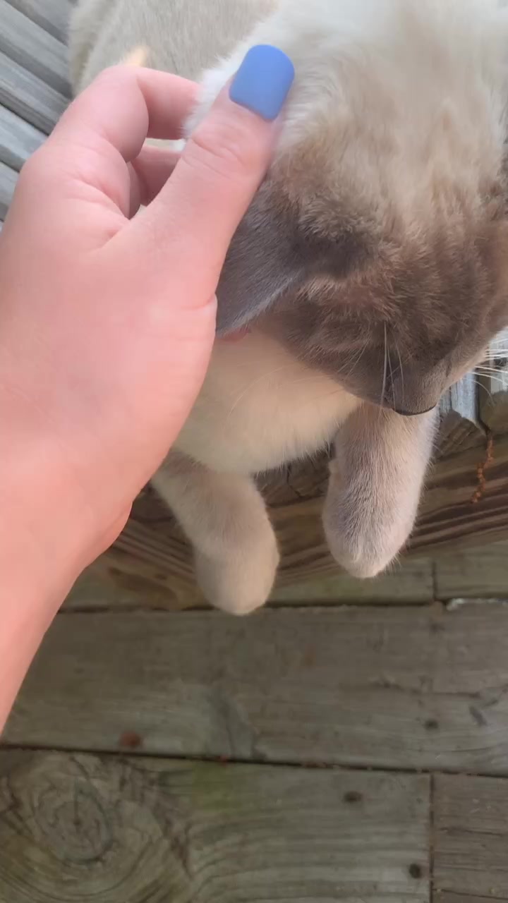 @🐹Thē çûtę pètš🐱